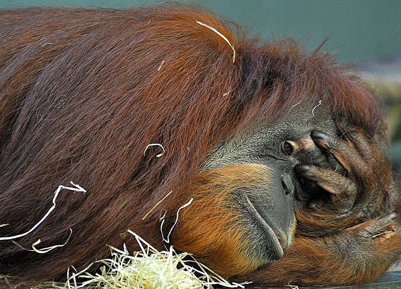 L’orango made in Roma cambia casa. Le “ragazze” ora hanno una suite