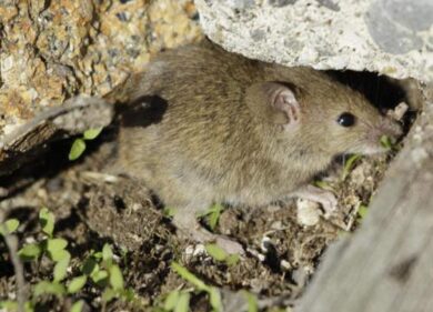 Catturato il topo più grande del mondo: era sotto al lavandino