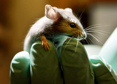 Catturato il topo più grande del mondo: era sotto al lavandino