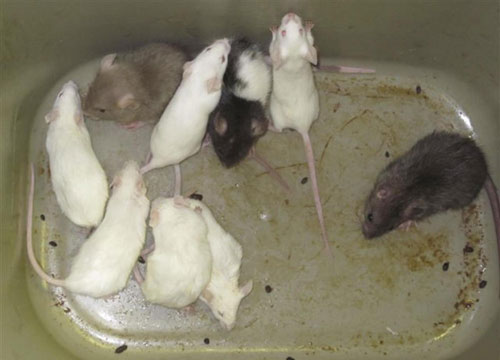 Catturato il topo più grande del mondo: era sotto al lavandino