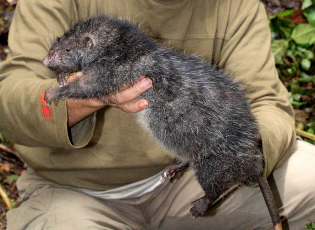 Catturato il topo più grande del mondo: era sotto al lavandino