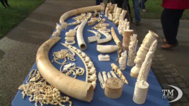 VIDEO: A Londra blitz contro strage elefanti: distrutti oggetti d’avorio