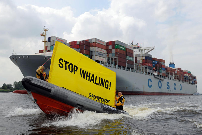 Balene, l’Aja mette fine alla mattanza: “Tokyo fermi subito la caccia” Balene, l’Aja mette fine alla mattanza: “Tokyo fermi subito la caccia”