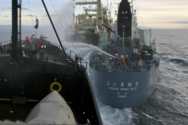 Balene, l’Aja mette fine alla mattanza: “Tokyo fermi subito la caccia” Balene, l’Aja mette fine alla mattanza: “Tokyo fermi subito la caccia”