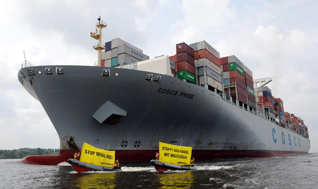 Balene, l’Aja mette fine alla mattanza: “Tokyo fermi subito la caccia” Balene, l’Aja mette fine alla mattanza: “Tokyo fermi subito la caccia”