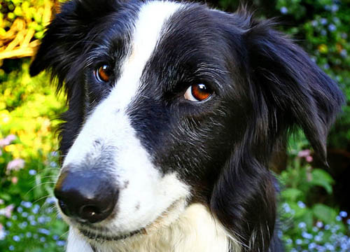Ritrovati in una casa 30 cani. Tutti maltrattati, 3 morti congelati Ritrovati in una casa 30 cani. Tutti maltrattati, 3 morti congelati