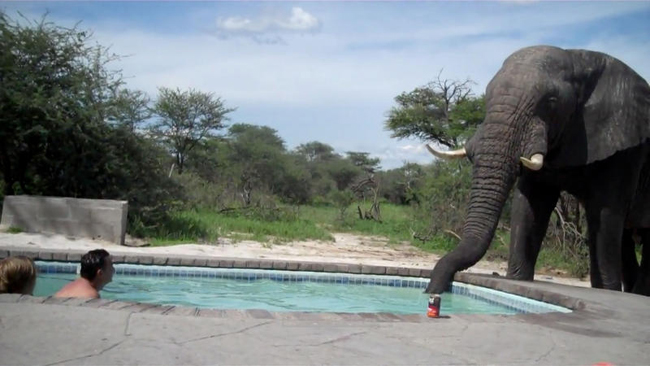 Gli elefanti riconoscono le voci dei loro predatori masai. E scappano… Gli elefanti riconoscono le voci dei loro predatori masai. E scappano…