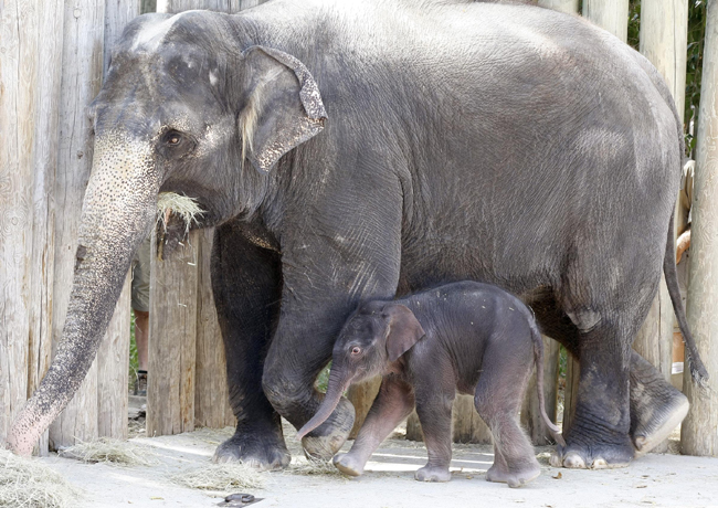 Gli elefanti riconoscono le voci dei loro predatori masai. E scappano… Gli elefanti riconoscono le voci dei loro predatori masai. E scappano…