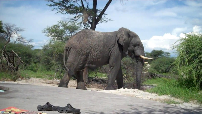 Gli elefanti riconoscono le voci dei loro predatori masai. E scappano… Gli elefanti riconoscono le voci dei loro predatori masai. E scappano…