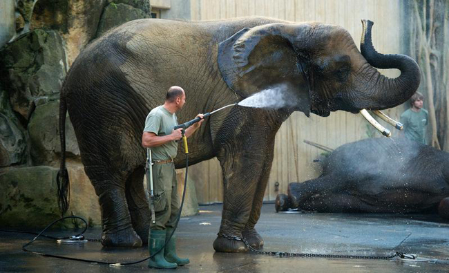 Gli elefanti riconoscono le voci dei loro predatori masai. E scappano… Gli elefanti riconoscono le voci dei loro predatori masai. E scappano…