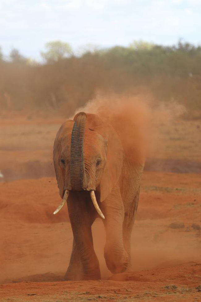 Gli elefanti riconoscono le voci dei loro predatori masai. E scappano… Gli elefanti riconoscono le voci dei loro predatori masai. E scappano…