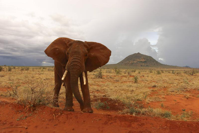 Gli elefanti riconoscono le voci dei loro predatori masai. E scappano… Gli elefanti riconoscono le voci dei loro predatori masai. E scappano…