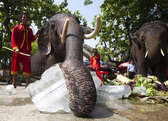 Gli elefanti riconoscono le voci dei loro predatori masai. E scappano… Gli elefanti riconoscono le voci dei loro predatori masai. E scappano…