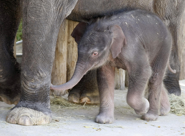 Gli elefanti riconoscono le voci dei loro predatori masai. E scappano… Gli elefanti riconoscono le voci dei loro predatori masai. E scappano…