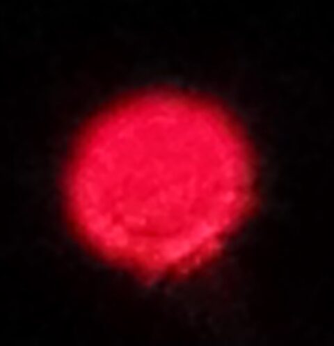 Galleria foto 'Ufo: Italia presa d’assalto. Le immagini' - foto 22