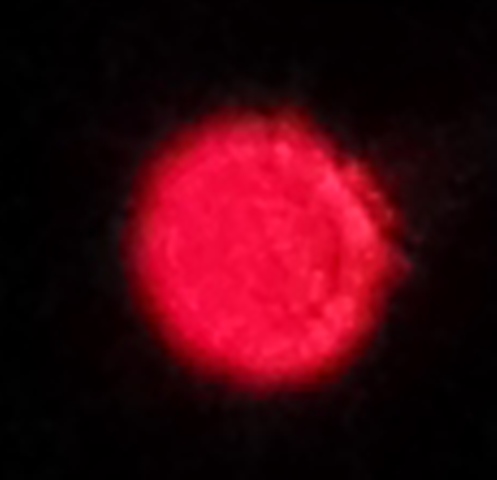 Ufo: Italia presa d’assalto. Le immagini
