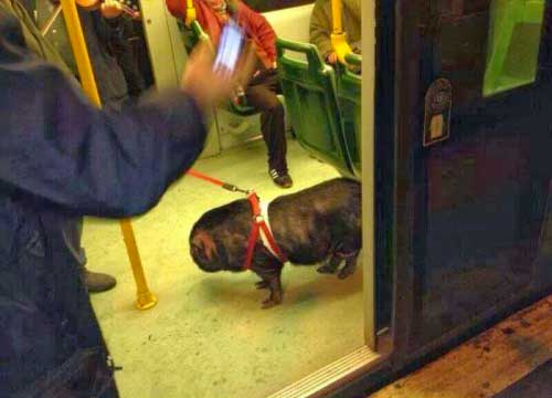 I cinghiali preferiscono i ricchi. All’Olgiata è invasione. L’allarme I cinghiali preferiscono i ricchi. All’Olgiata è invasione. L’allarme