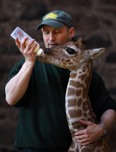 Trovano in soffitta il topo più grande del mondo: è lungo 60 cm. FOTO