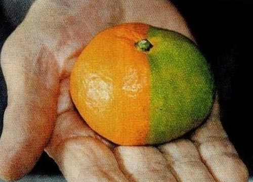 Il Giappone dimentica Fukushima. Abe: “Nucleare fonte importante” Il Giappone dimentica Fukushima. Abe: “Nucleare fonte importante”