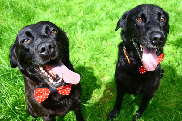 A chi va il cane se si divorzia? “Si decide come fosse un figlio”. Forum