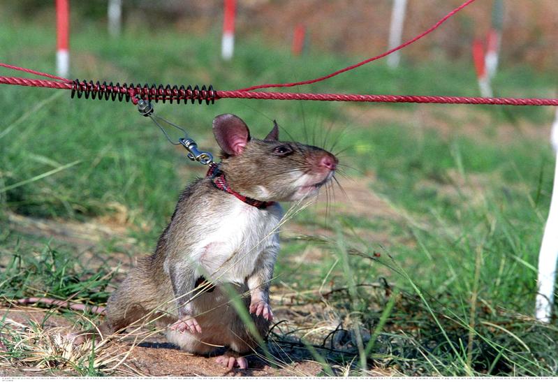 Allarme invasione di topi giganti. “Trasmettono peste e rabbia”