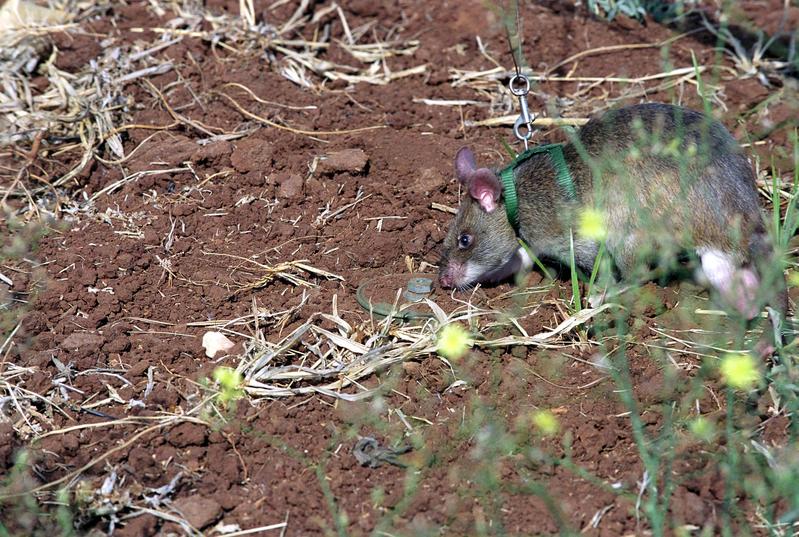 Allarme invasione di topi giganti. “Trasmettono peste e rabbia”