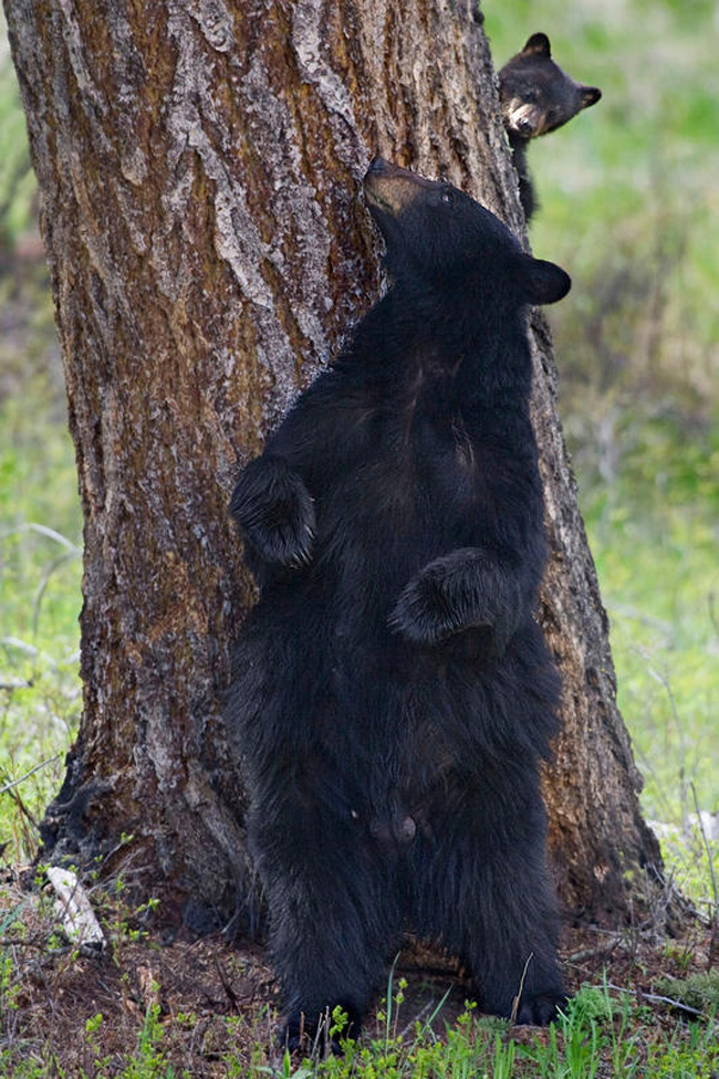 L’orso si trasforma in un regista. Il primo reportage “animale”. Foto
