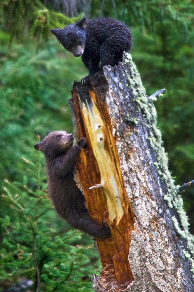 L’orso si trasforma in un regista. Il primo reportage “animale”. Foto