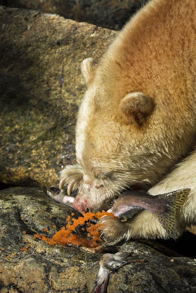 L’orso si trasforma in un regista. Il primo reportage “animale”. Foto