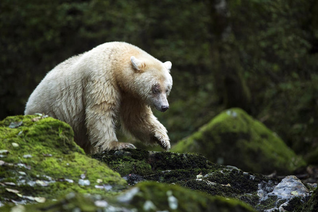 L’orso si trasforma in un regista. Il primo reportage “animale”. Foto