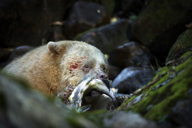 L’orso si trasforma in un regista. Il primo reportage “animale”. Foto
