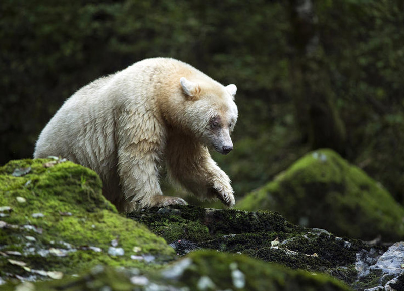 L’orso si trasforma in un regista. Il primo reportage “animale”. Foto