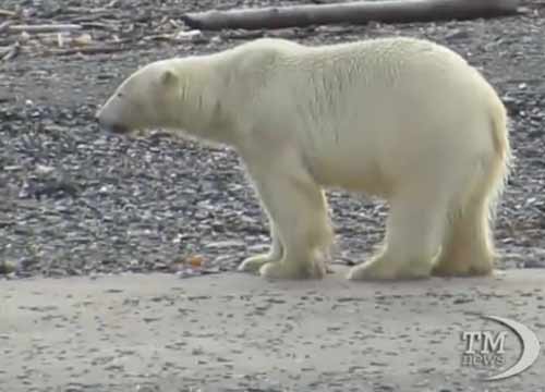 L’orso si trasforma in un regista. Il primo reportage “animale”. Foto