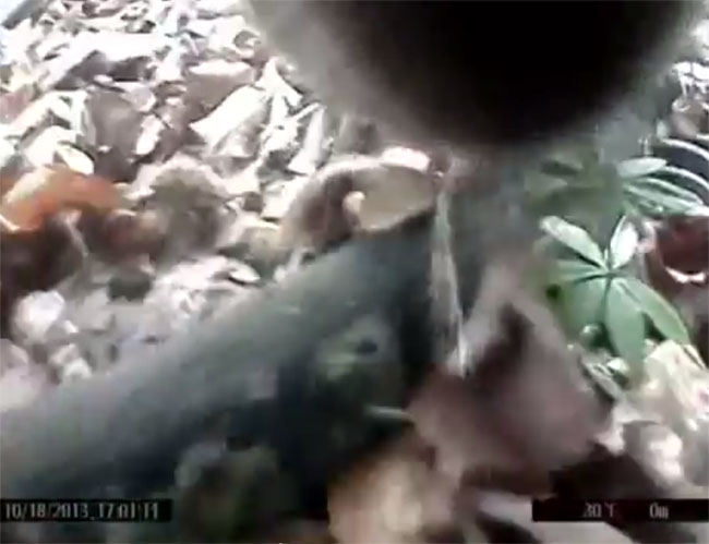 L’orso si trasforma in un regista. Il primo reportage “animale”. Foto