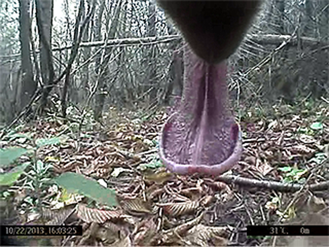L’orso si trasforma in un regista. Il primo reportage “animale”. Foto