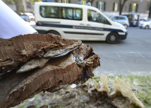 Allarme raffiche di vento. “Vola” un albero: danni Allarme raffiche di vento. “Vola” un albero: danni