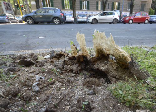 Allarme raffiche di vento. “Vola” un albero: danni Allarme raffiche di vento. “Vola” un albero: danni