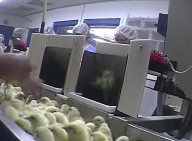 Pulcini macinati vivi, il video choc che fa scandalo Pulcini macinati vivi, il video choc che fa scandalo