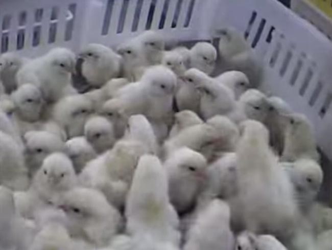 Pulcini macinati vivi, il video choc che fa scandalo Pulcini macinati vivi, il video choc che fa scandalo