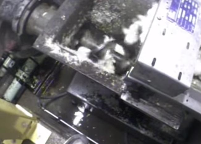 Pulcini macinati vivi, il video choc che fa scandalo Pulcini macinati vivi, il video choc che fa scandalo