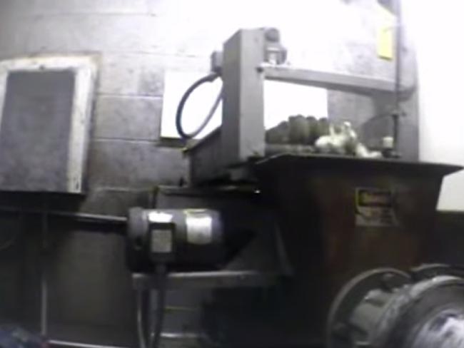 Pulcini macinati vivi, il video choc che fa scandalo Pulcini macinati vivi, il video choc che fa scandalo