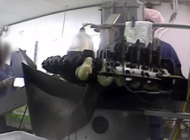 Pulcini macinati vivi, il video choc che fa scandalo Pulcini macinati vivi, il video choc che fa scandalo