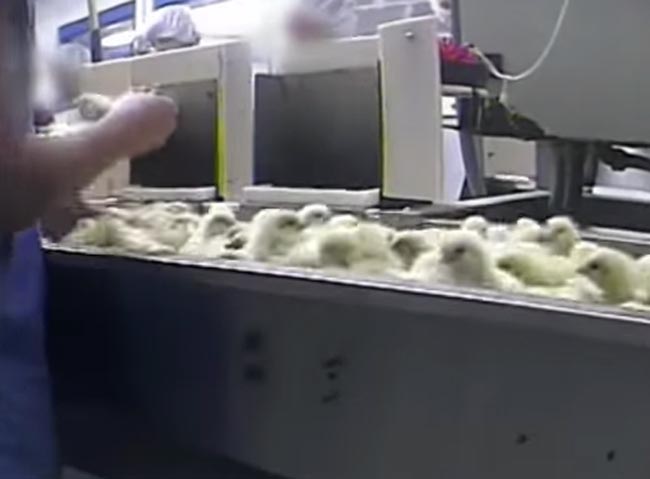 Pulcini macinati vivi, il video choc che fa scandalo Pulcini macinati vivi, il video choc che fa scandalo