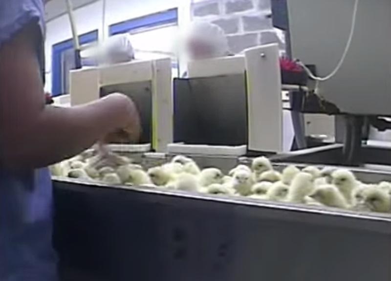 Pulcini macinati vivi, il video choc che fa scandalo Pulcini macinati vivi, il video choc che fa scandalo