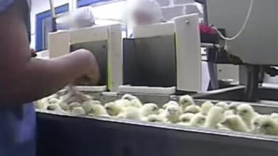 VIDEO: Pulcini tritati vivi, le immagini shock