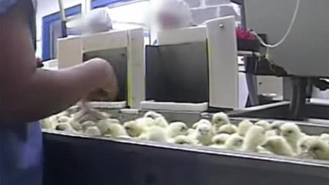 Pulcini macinati vivi, il video choc che fa scandalo Pulcini macinati vivi, il video choc che fa scandalo