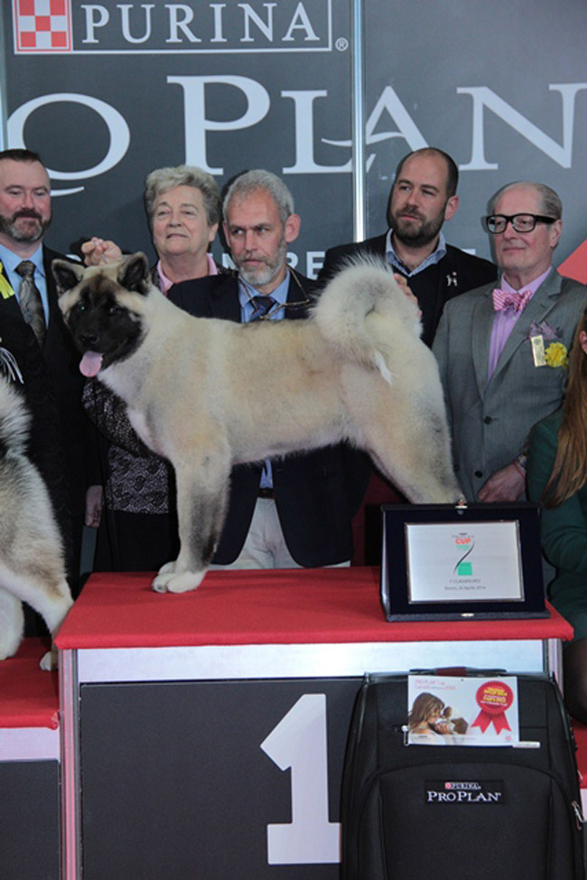 Ecco il cucciolo premiato per essere il più bello del mondo Ecco il cucciolo premiato per essere il più bello del mondo