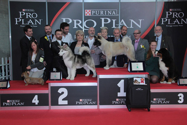 Ecco il cucciolo premiato per essere il più bello del mondo Ecco il cucciolo premiato per essere il più bello del mondo