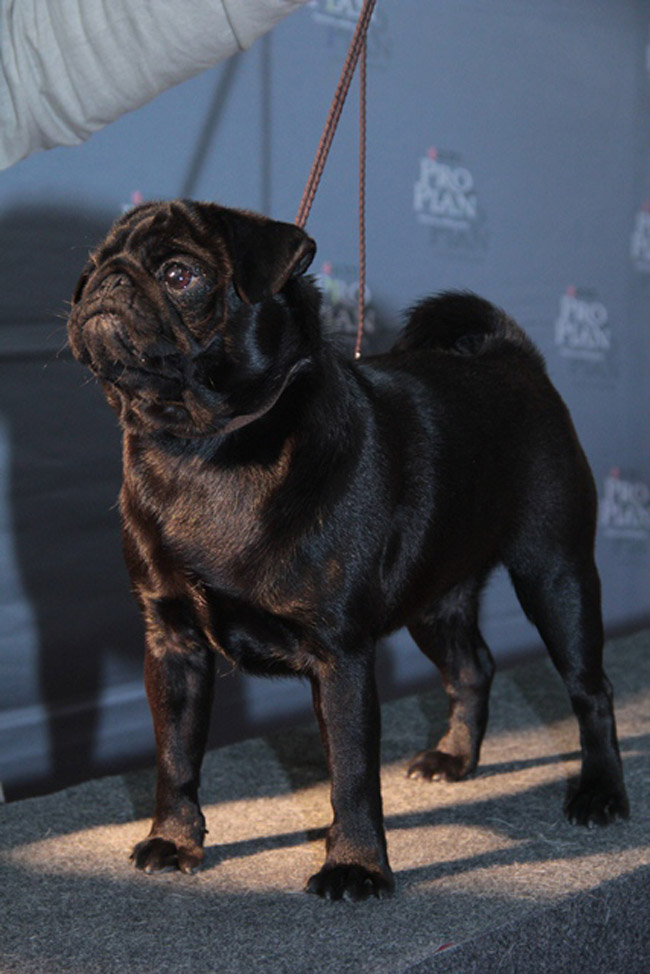 Ecco il cucciolo premiato per essere il più bello del mondo Ecco il cucciolo premiato per essere il più bello del mondo