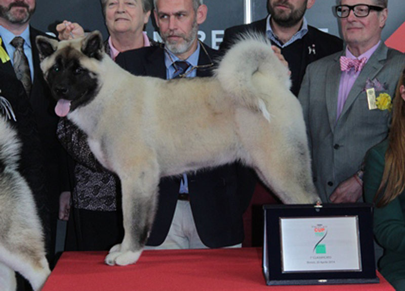 Ecco il cucciolo premiato per essere il più bello del mondo Ecco il cucciolo premiato per essere il più bello del mondo